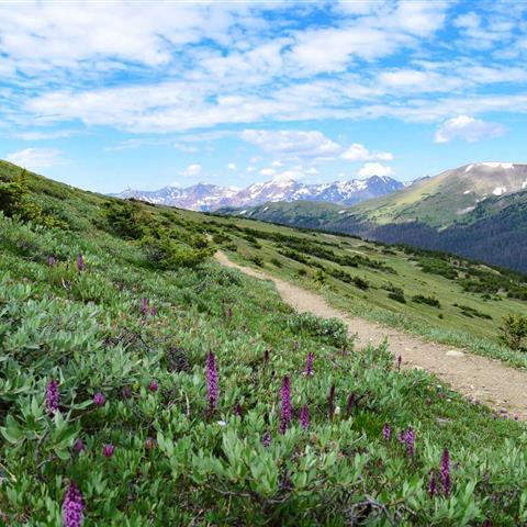 Aspen Meadows Resort | Resort in West End of Aspen, Colorado