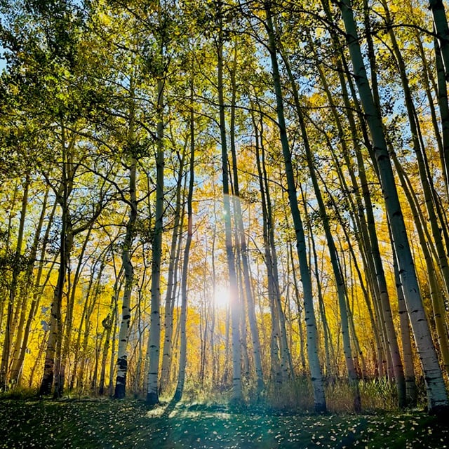 aspen trees fall